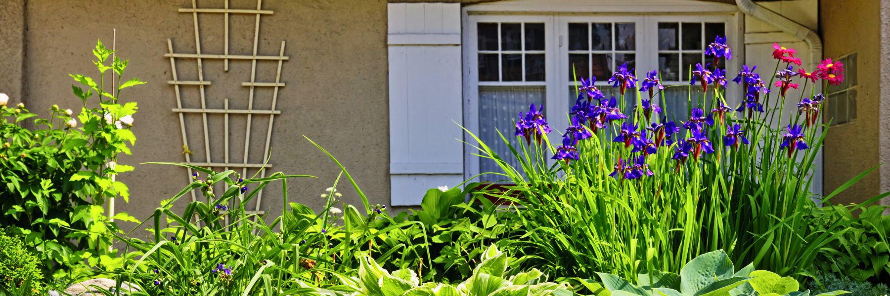 Image of a garden with plants partially covering home and window